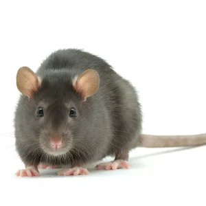 Black-Rat-Featured-Image-jpg