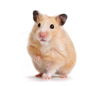 Syrian-hamsters
