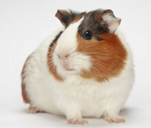 Young guinea pig on white background